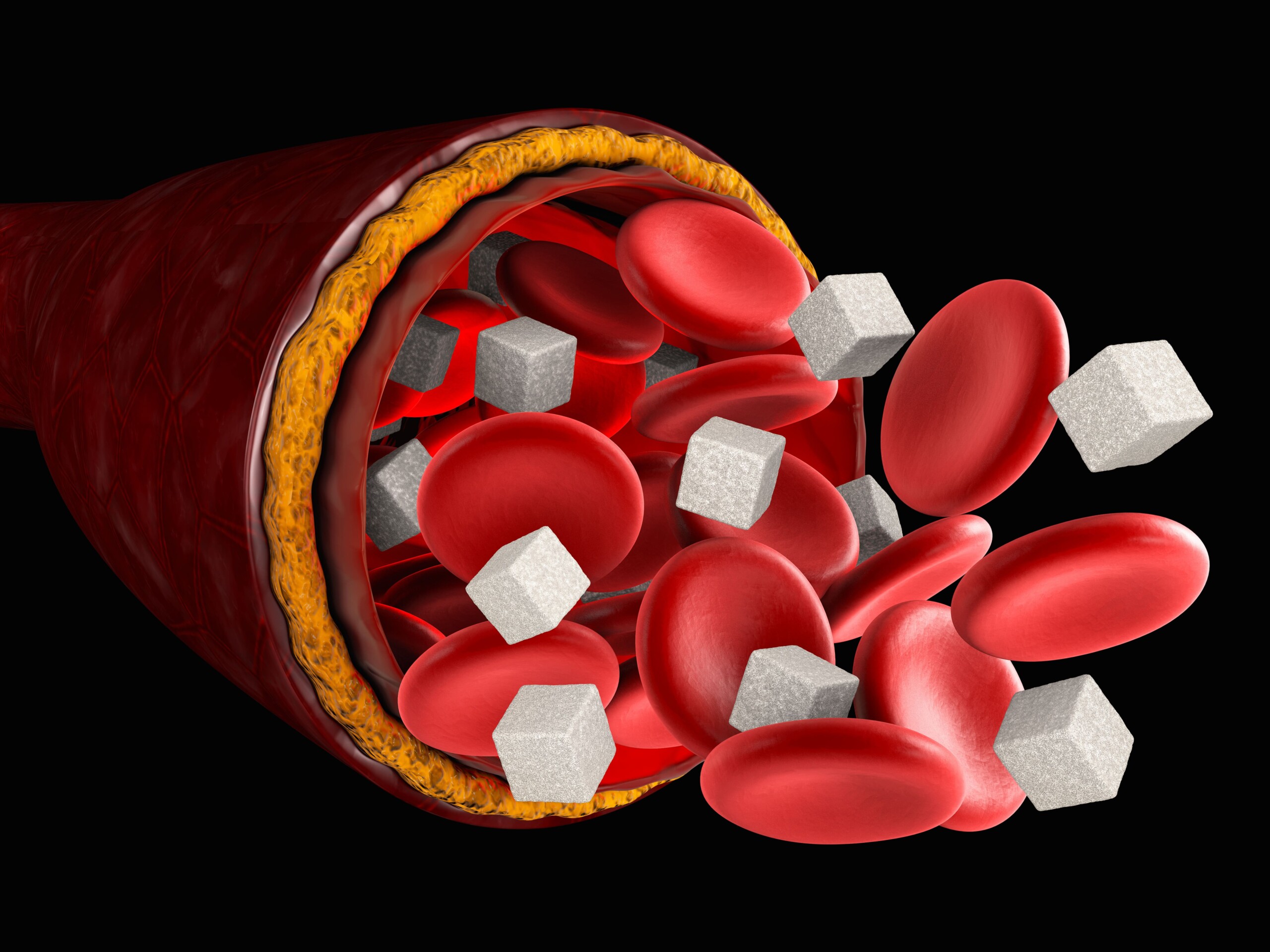 血管の断面図